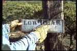 Low Gear sign at the start line of Repack. Hand of Joe Breeze. Circa 1976 or 77. 